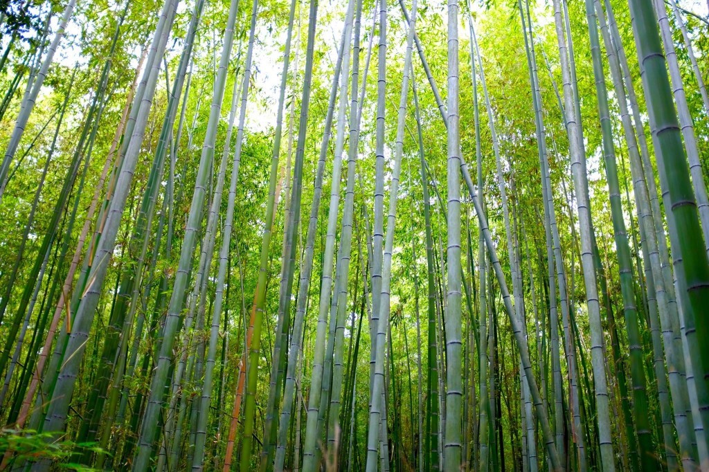 Bamboo forest in Arashiyama park in Kyoto