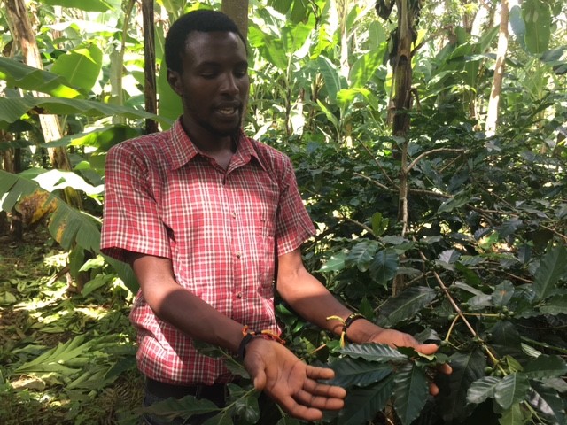 Local farmer explaining coffee production